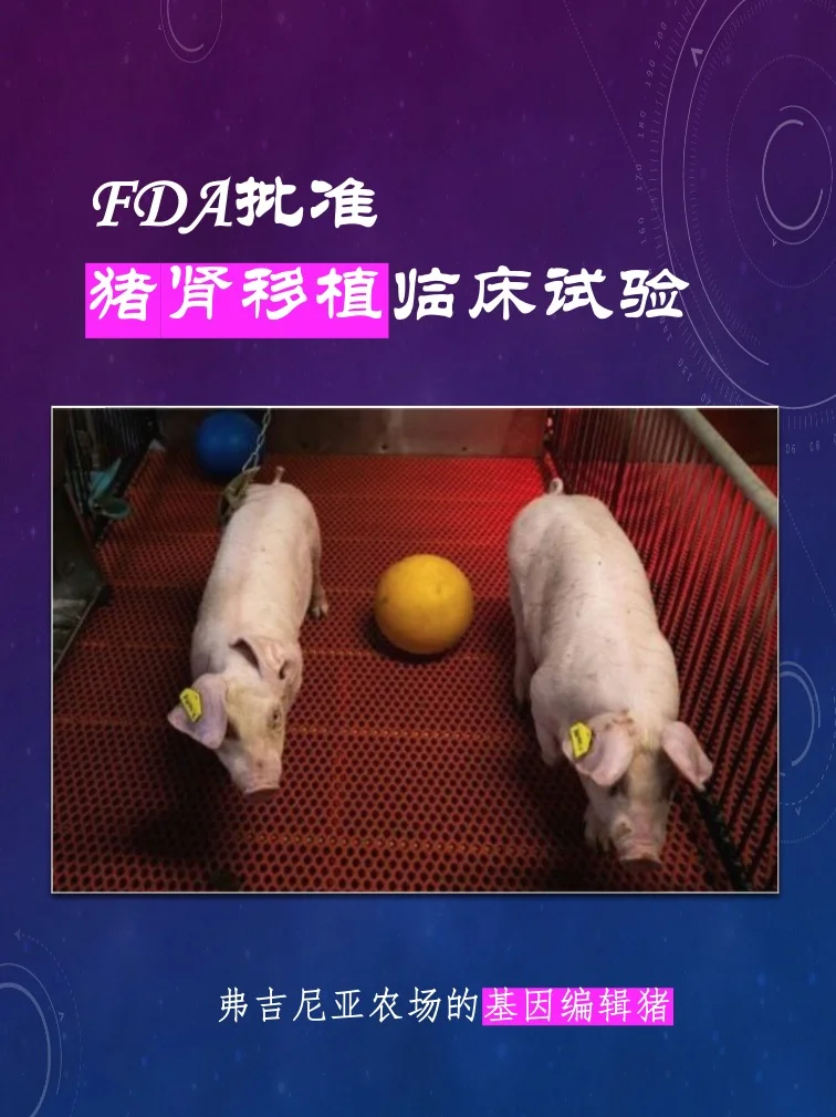 FDA批准猪肾移植临床试验，异种肾移植新时代