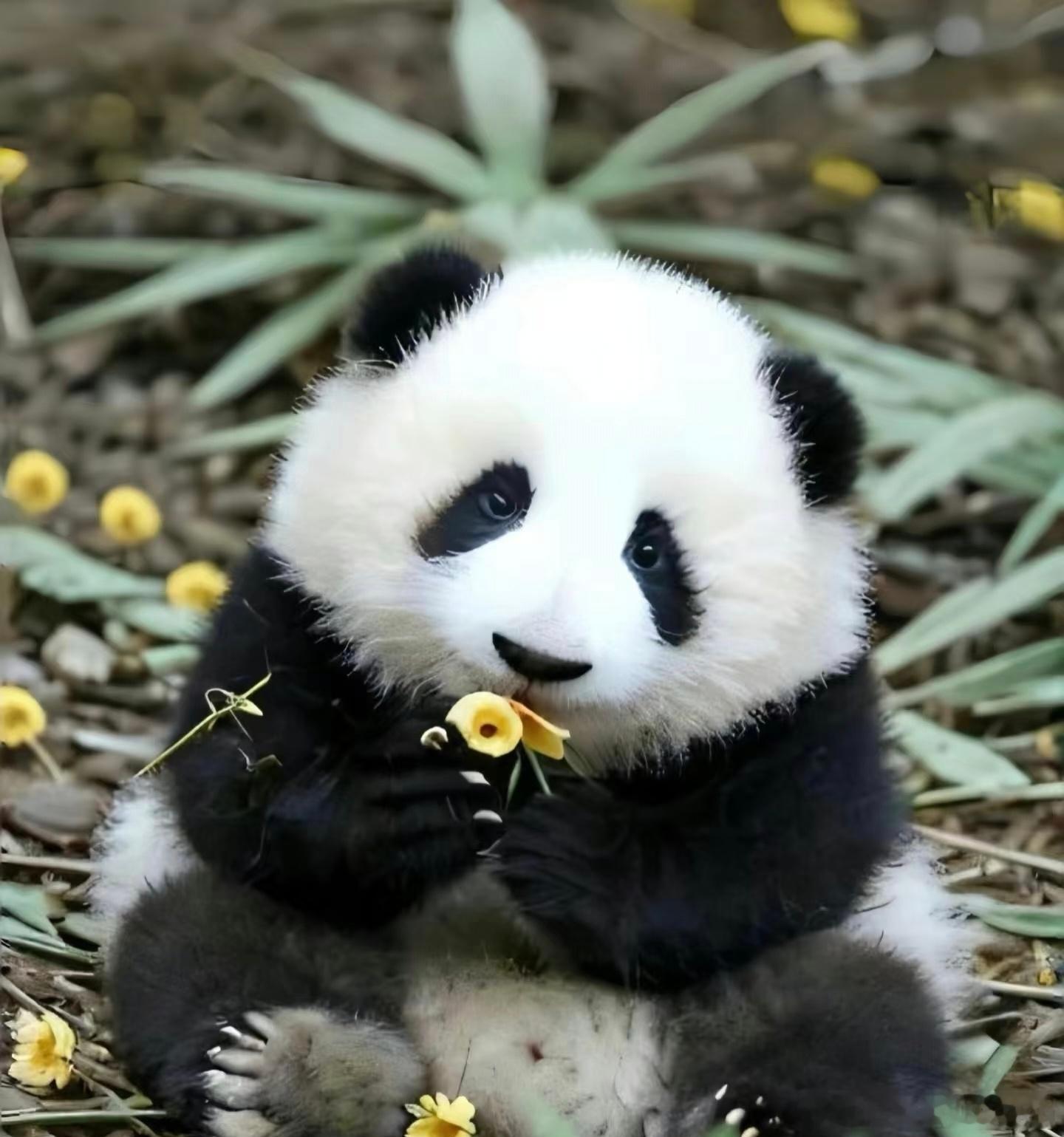 [超话] 在时光的长河里，大熊猫是跨越千万年的生命诗行。它们的黑白毛色...