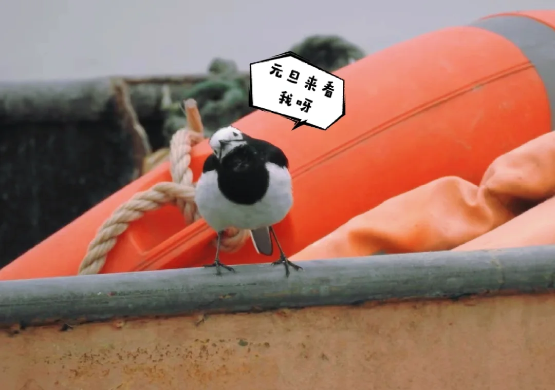 2023新年活动出来啦！