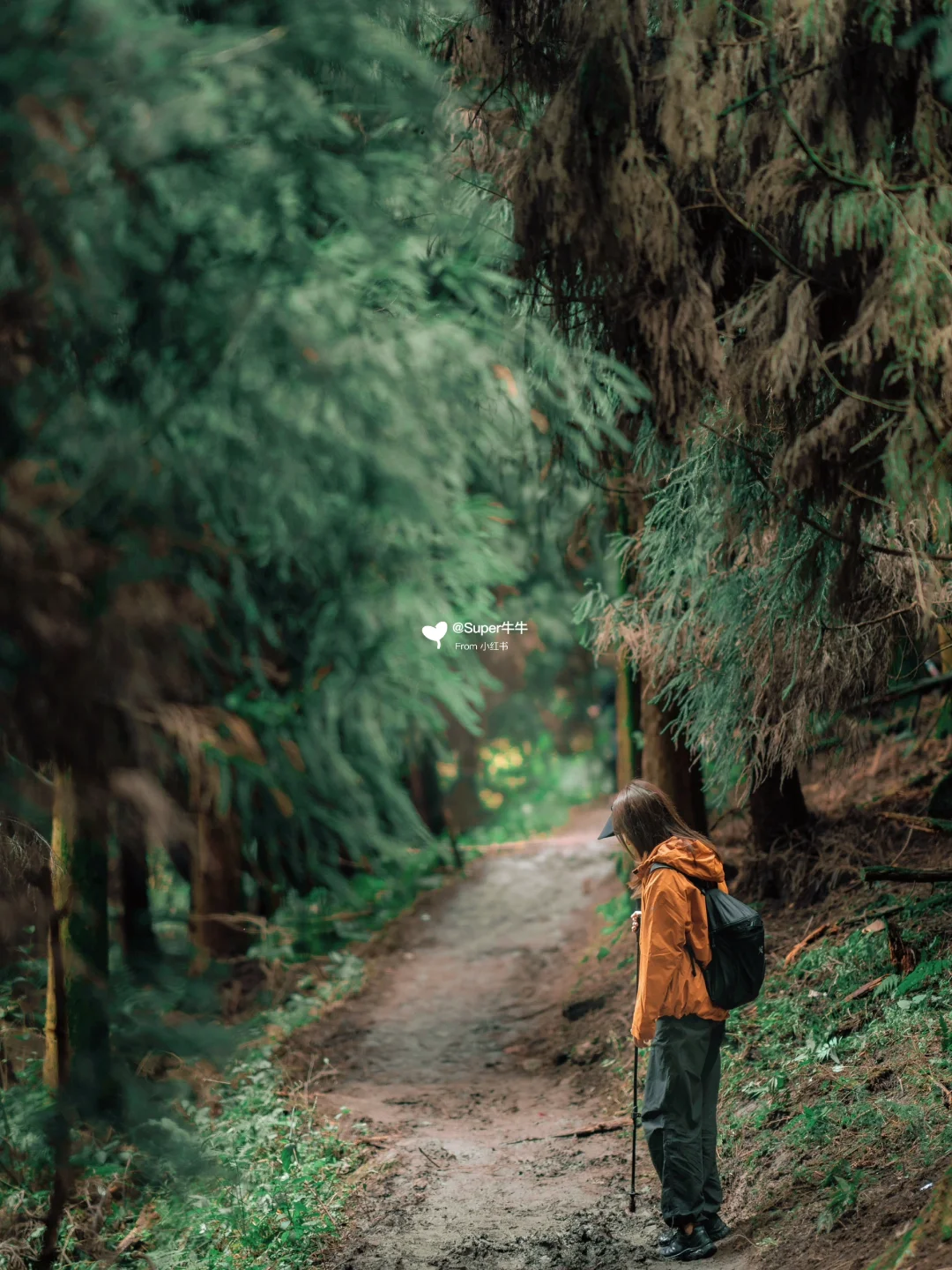 都江堰|开车上山🚘20分钟徒步看海有多绝