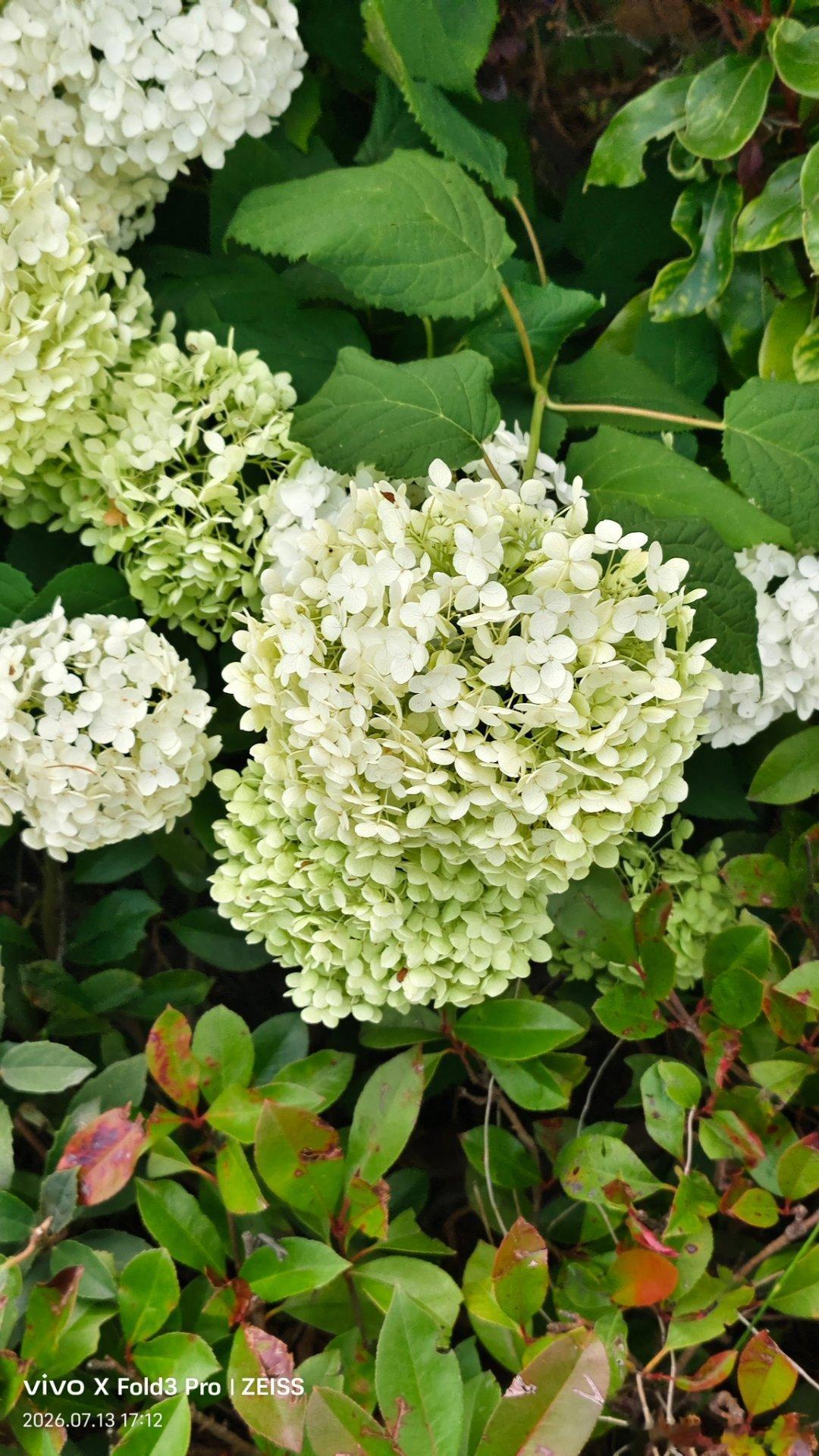 田埂边的芝麻秆已经熟得发黑，饱满的荚果顺着茎秆排得整整齐齐，风一吹就晃出细碎的声响，用vivo拍垂在田边的芝麻荚，连荚壳的干缩纹理和芝麻粒的细小轮廓都清晰呈现，油料的清香气仿佛已经裹在了风里。#vivo[超话]# ​