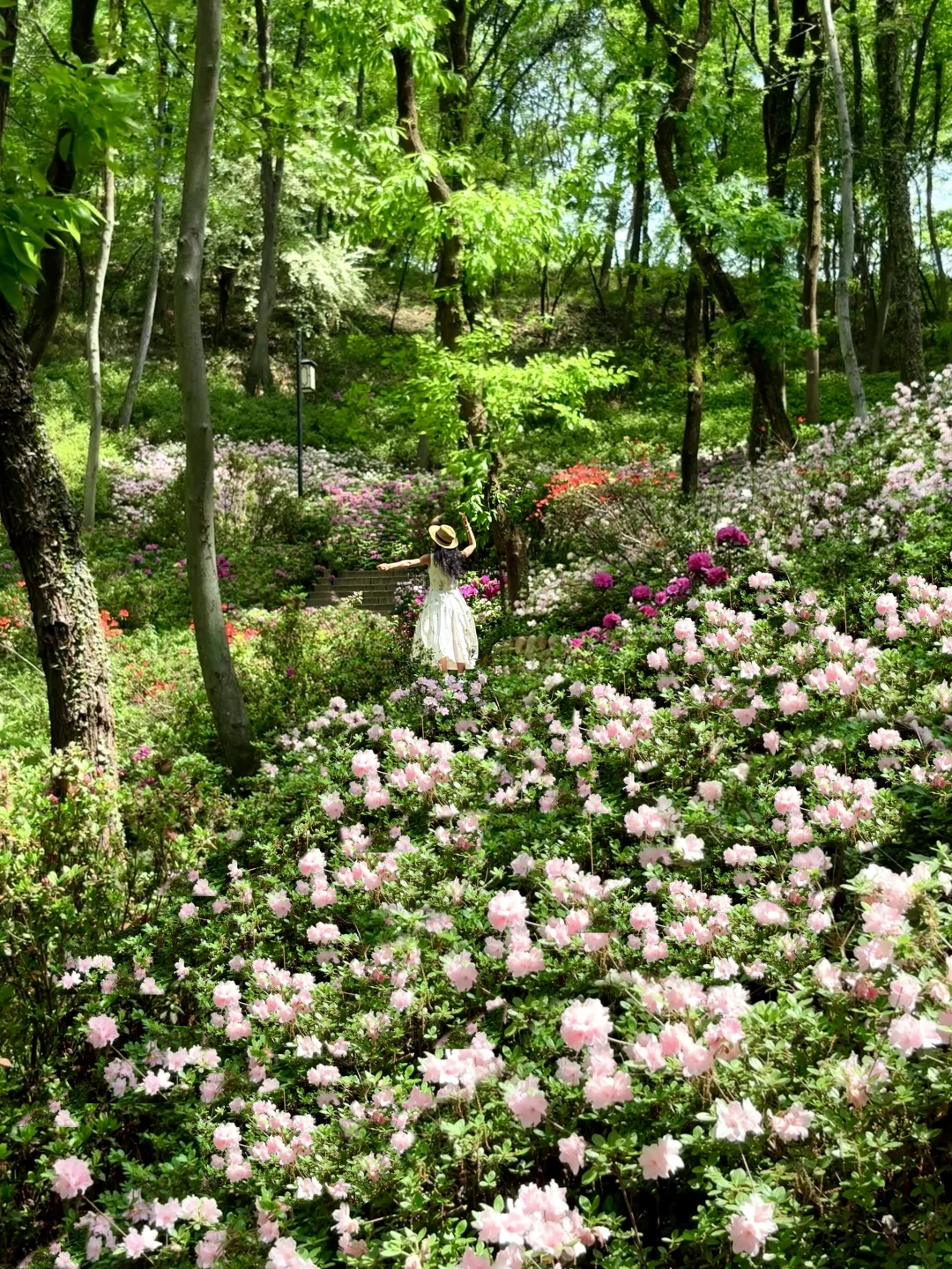 抓紧❗️4.2实况塔山杜鹃已开90%，周末冲刚好