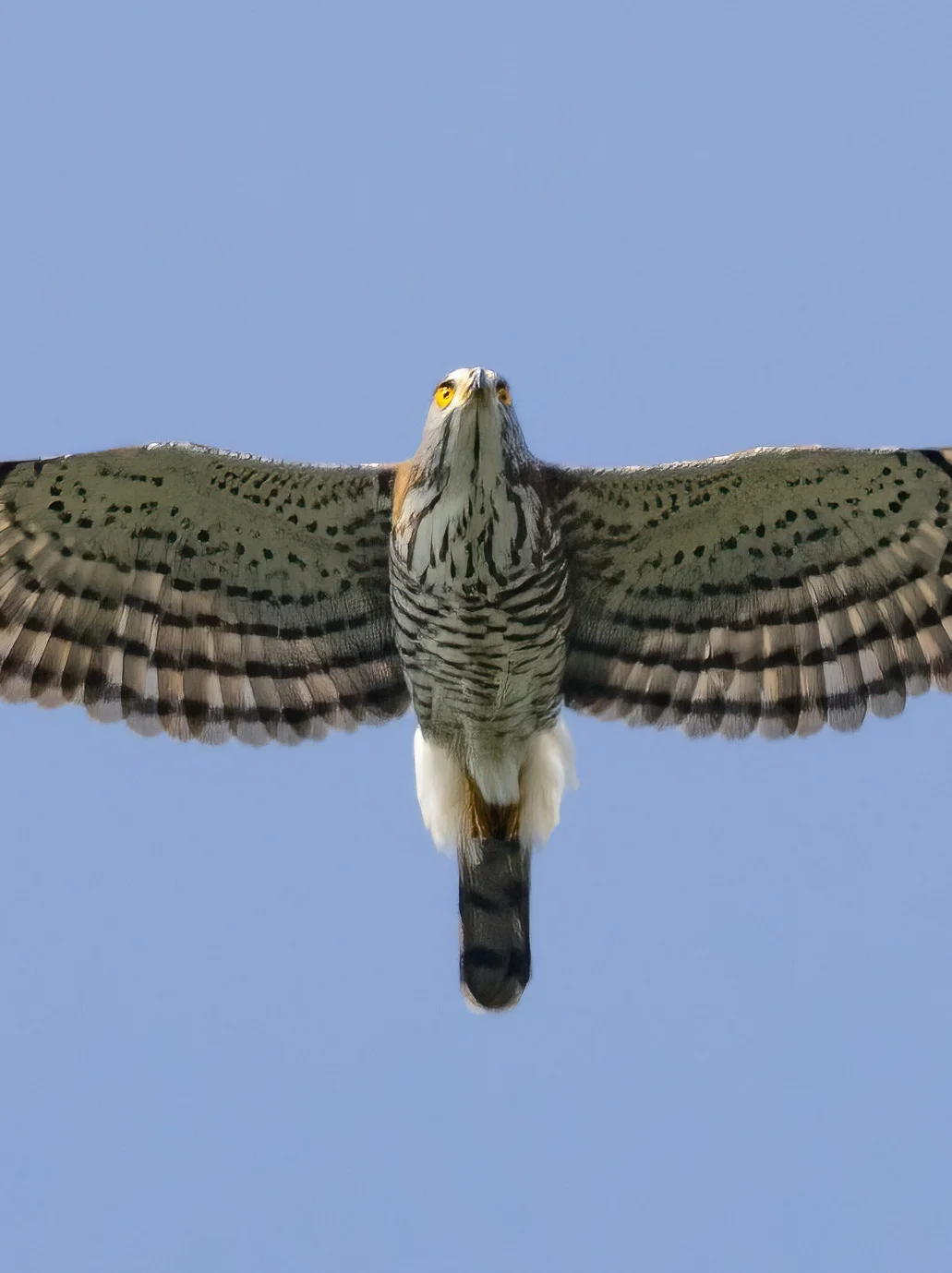 凤头鹰的白色纱裙好美啊