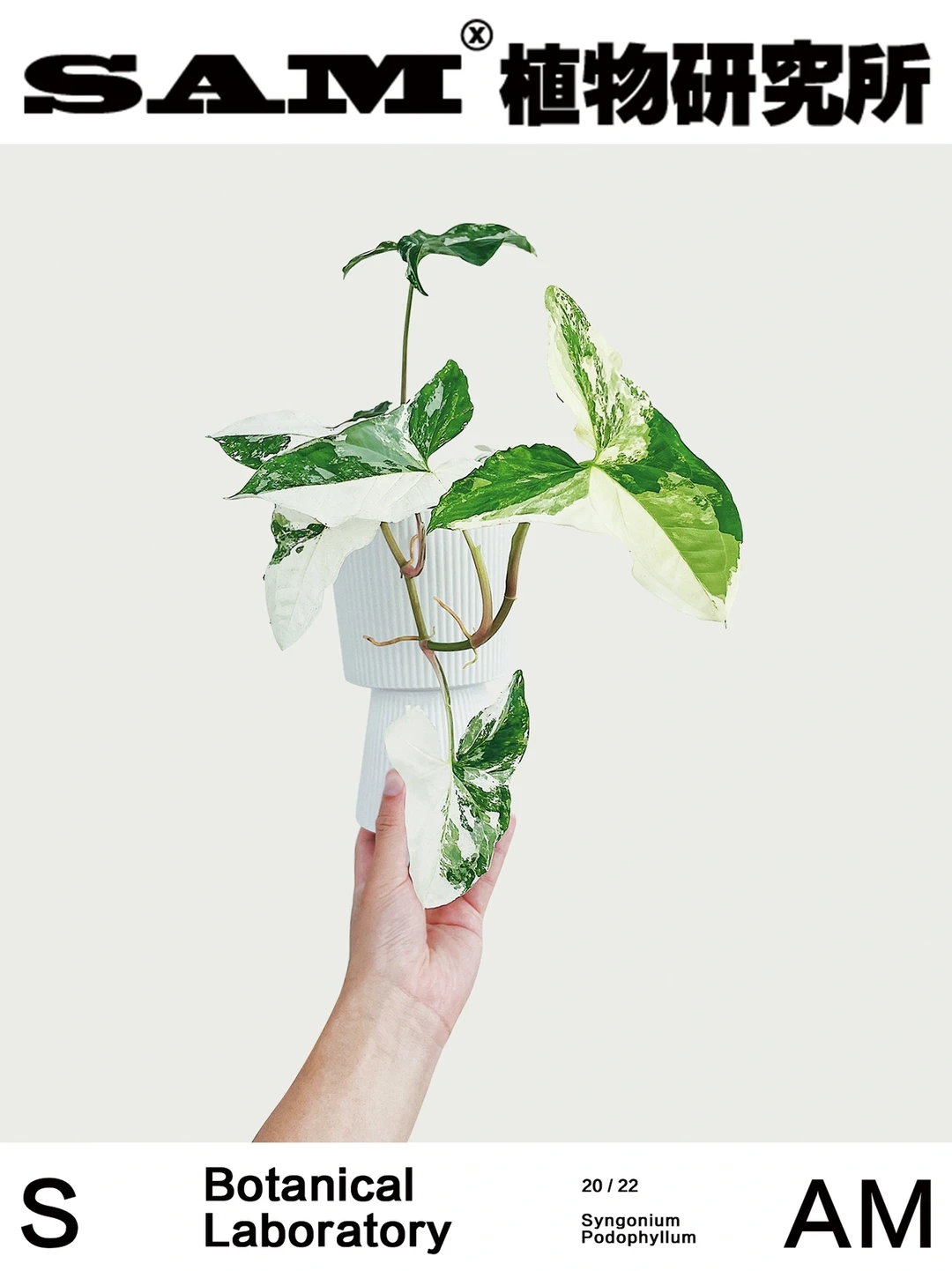 白锦合果芋｜Syngonium Podophyllum