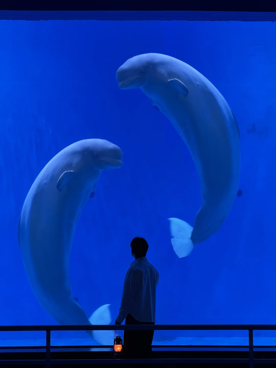 为了这扇窗，一定要去一趟福州🐬🫧……