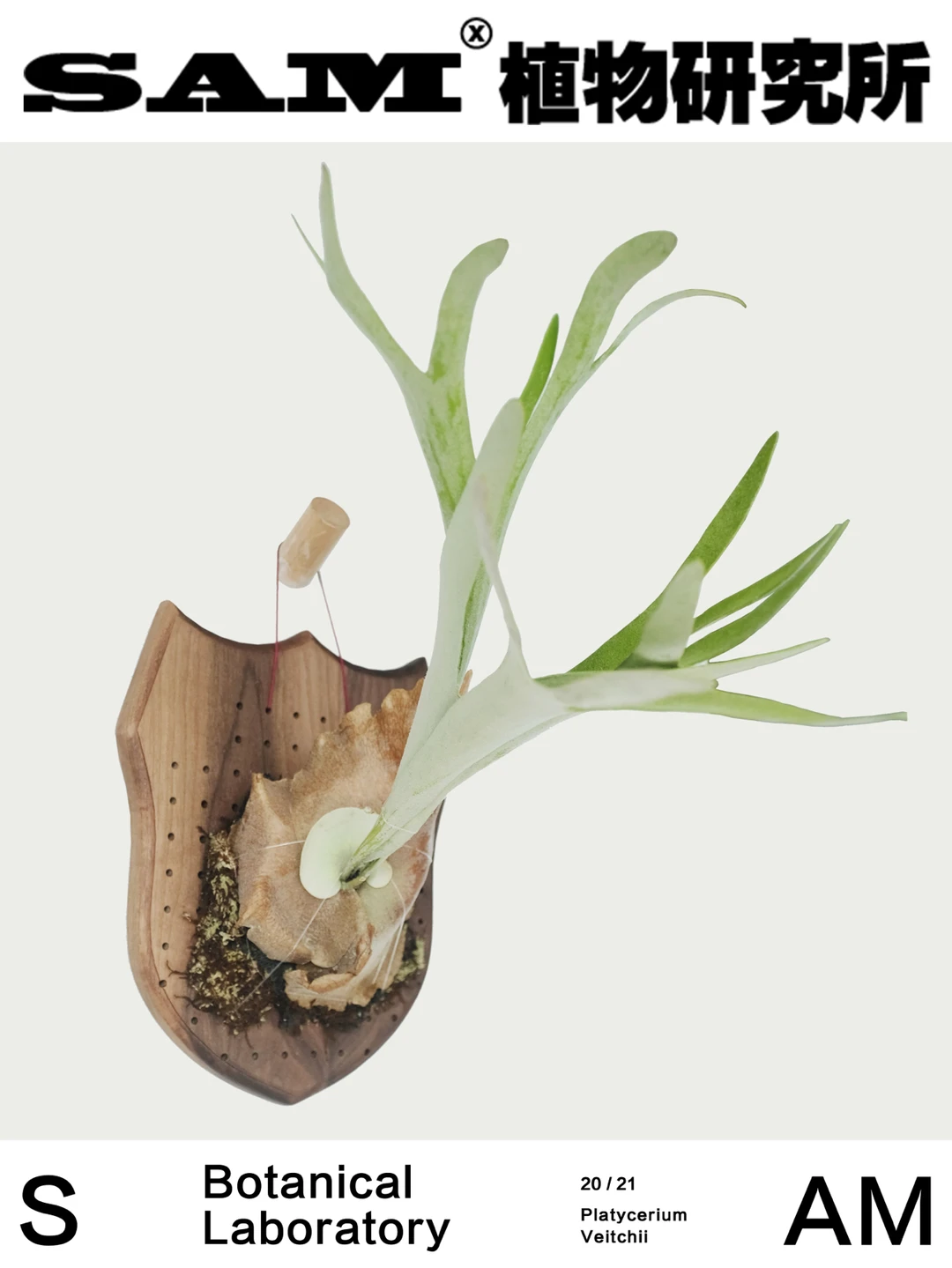 立叶银鹿鹿角蕨｜Platycerium Veitchii