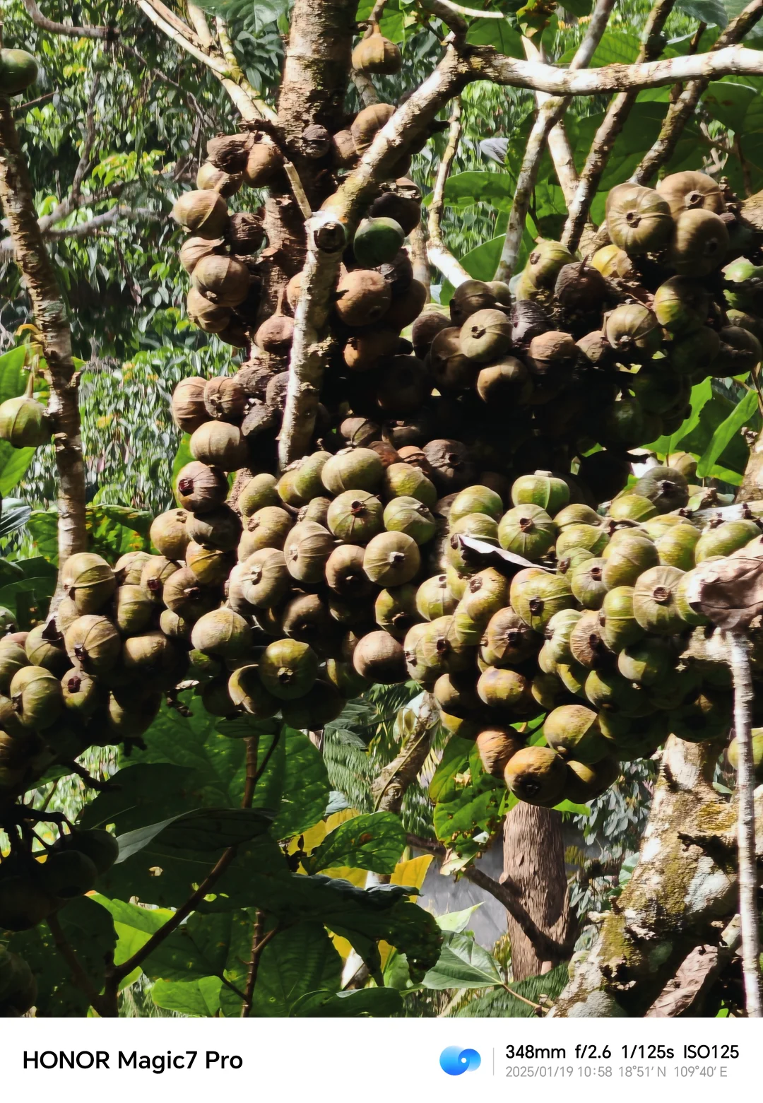 海南行第四天， 今天的行程比较宽松，昨天晚上开了三个小时车，住在了五指山脚下的一