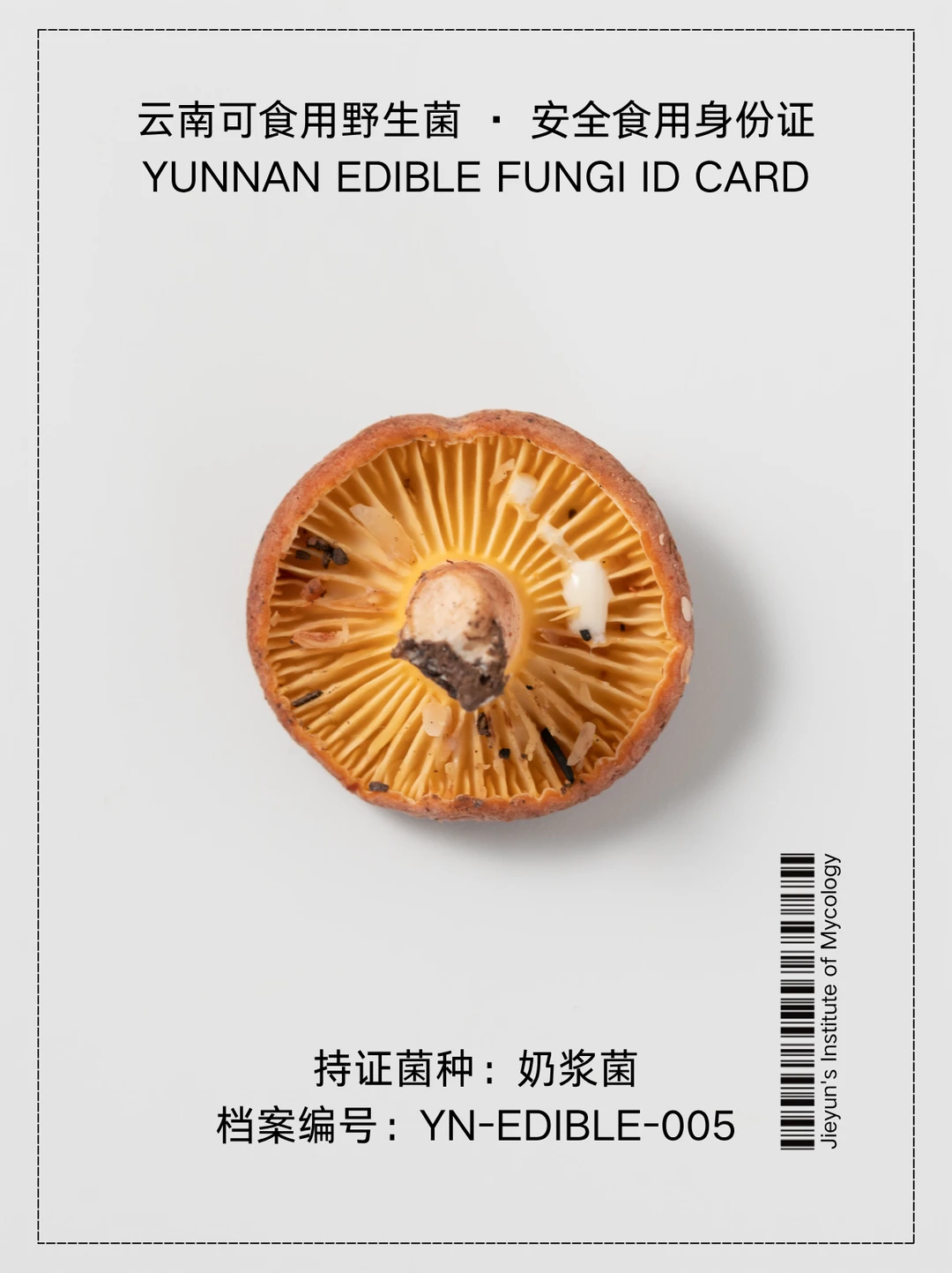 云南野生菌身份证NO.5｜奶浆菌
