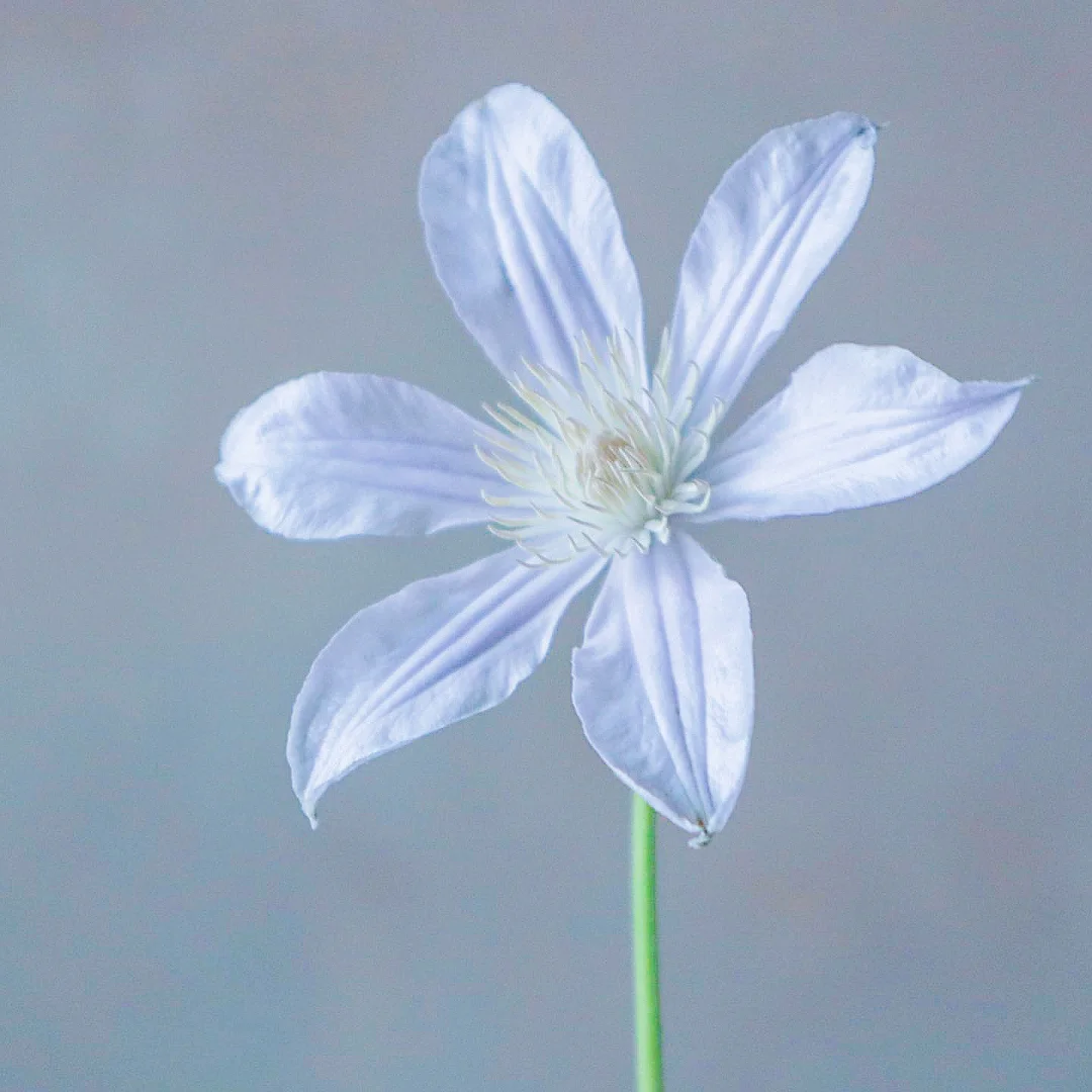 带你每天认识一种花材70｜铁线莲