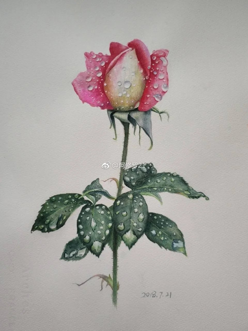 带雨滴的红玫瑰。临摹黄有维老师作品。