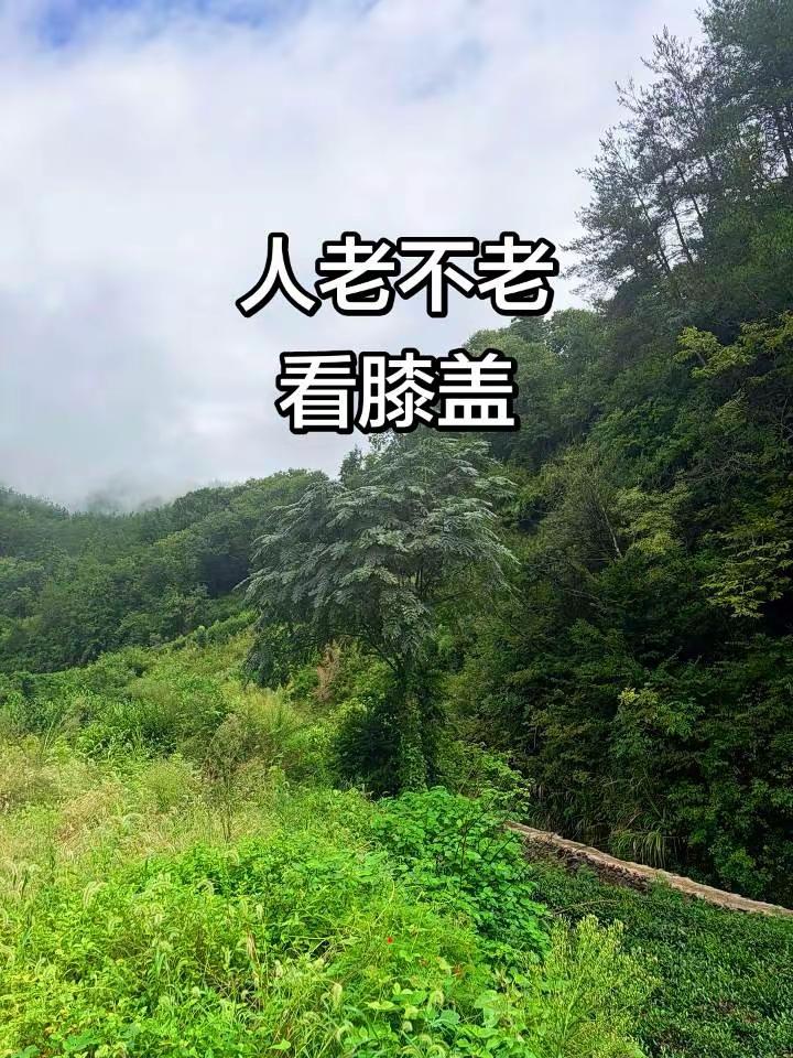 第二届