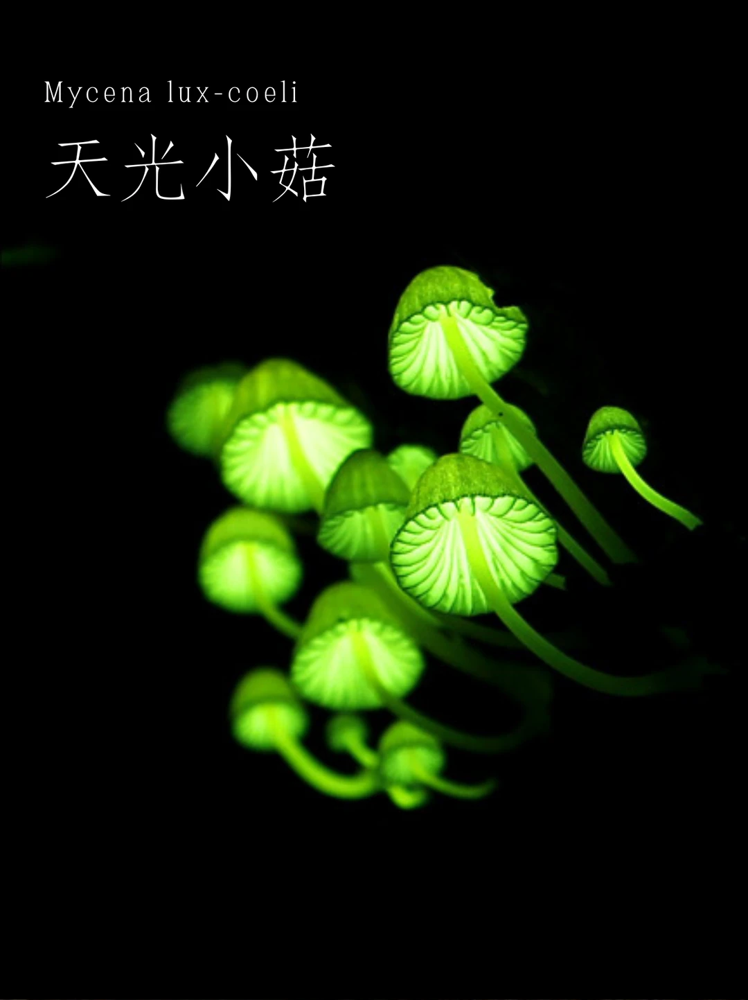 天光小菇，自然界的“刹那星光”