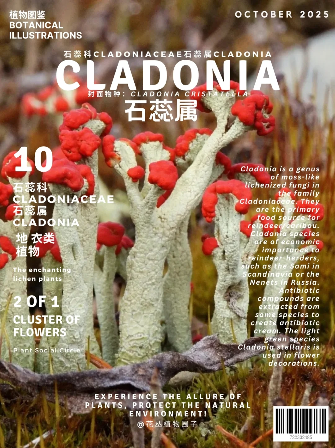 石蕊属 Cladonia上篇