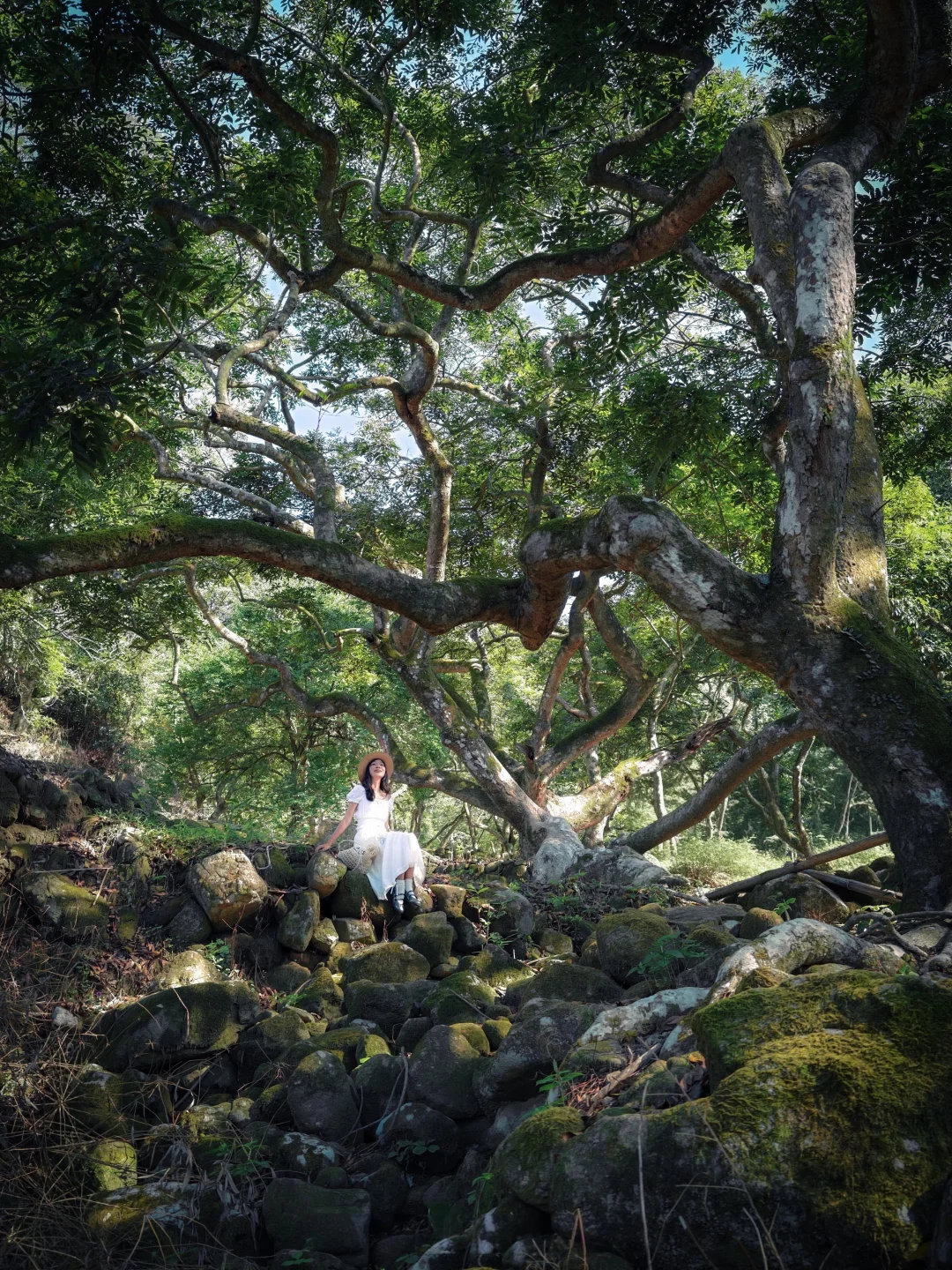 不敢相信，我在广州找到了现实版的魔法密林