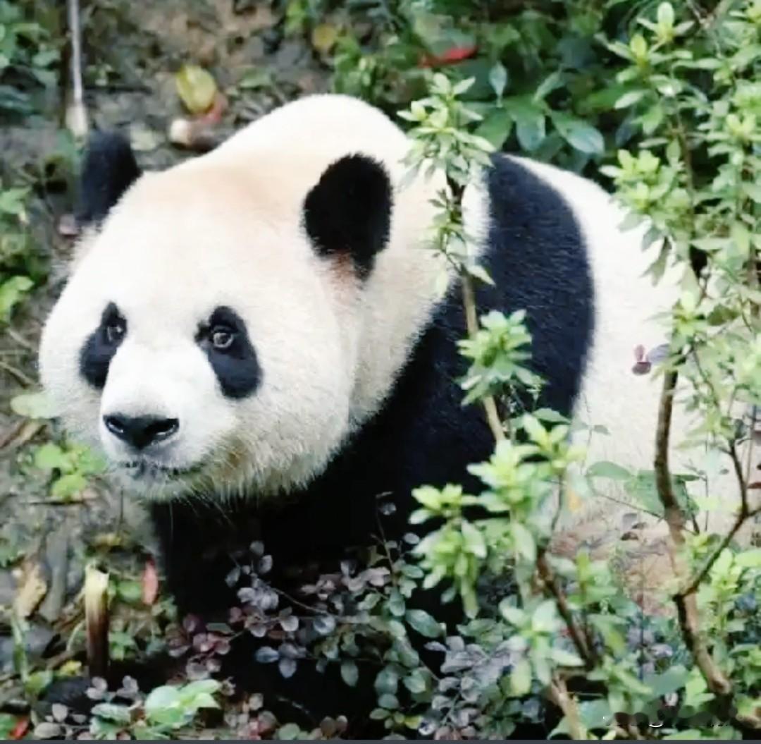 两只熊猫&34;平平&34;&34;福双&34;要去亚特兰大了，一签十年。

我第一反应不是&34;美国又赚了&34;，而是：这俩小家伙，怕是要在那边当十年&34;民间大使&34;。

政治新闻美国人刷着烦，外交辞令更看不进去。但一只熊猫坐在那儿啃竹子，歪个头，谁扛得住？不用翻译，不用解释，好感直接拉满。

这比什么宣传片都管用。

上一对&