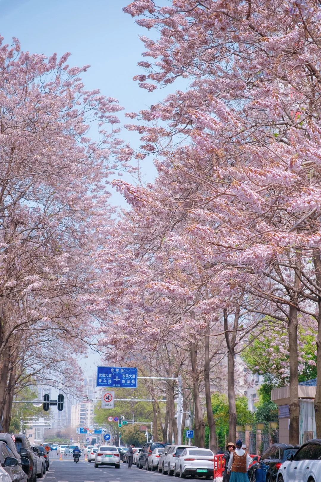 4.1实拍，别挤八古墩了‼️这里的泡桐花无人