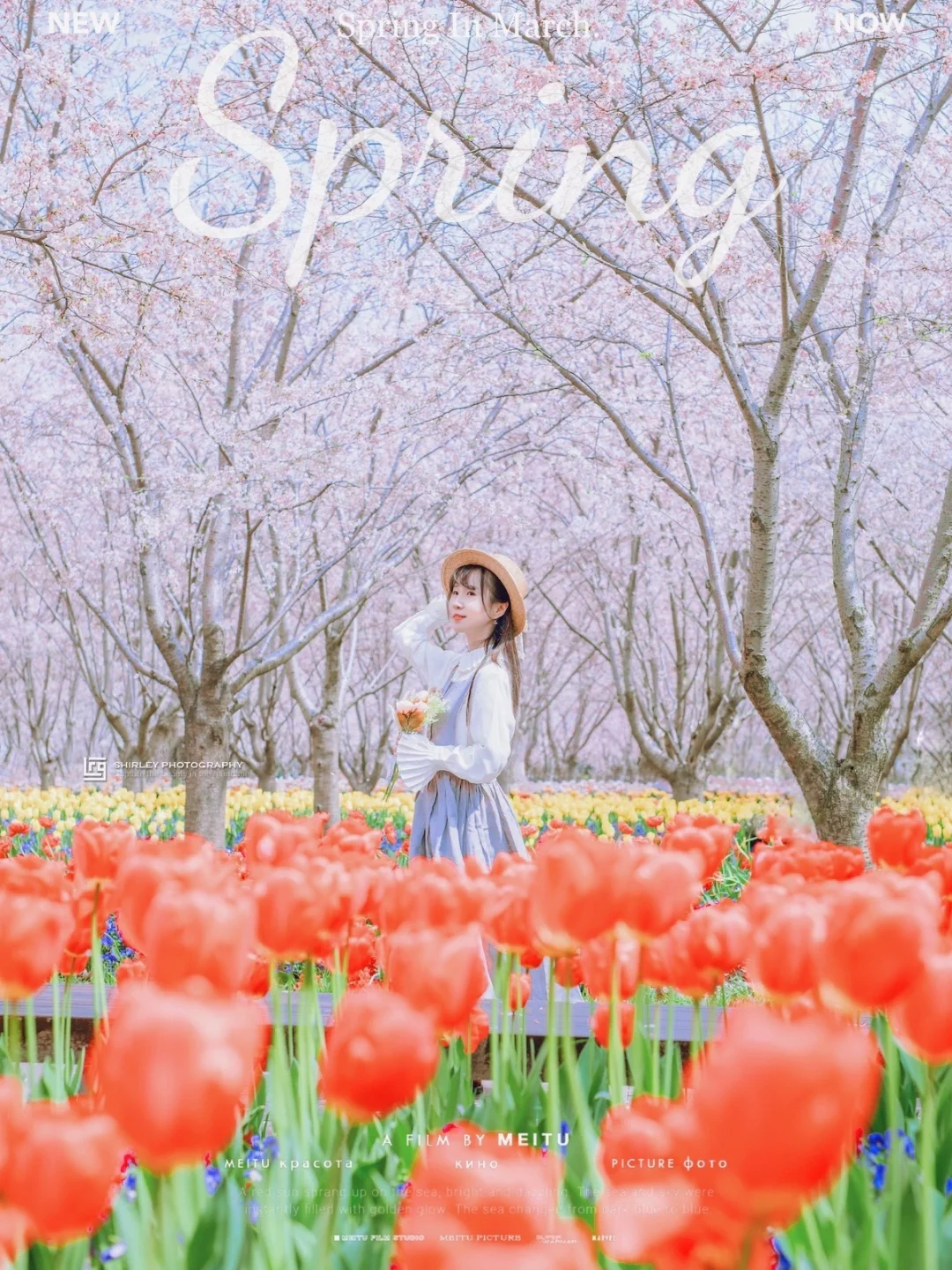 上海小众赏樱地｜樱花与郁金香共谱春日花海