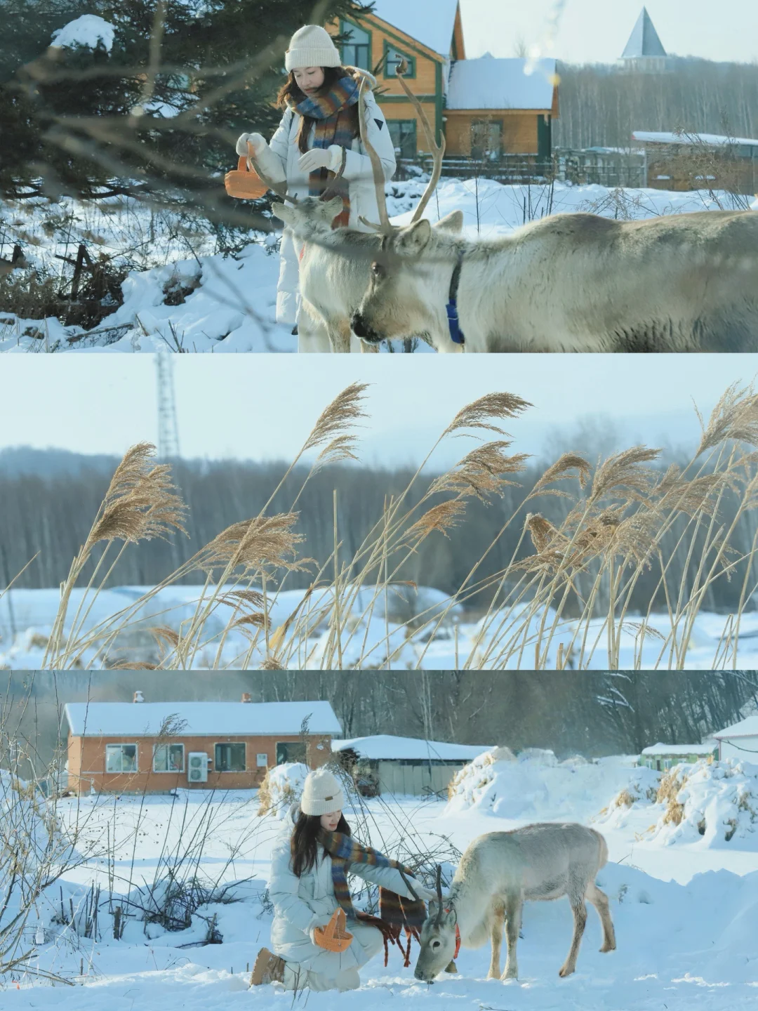相信我！总有一个冬天你会去哈尔滨☃️4天3晚