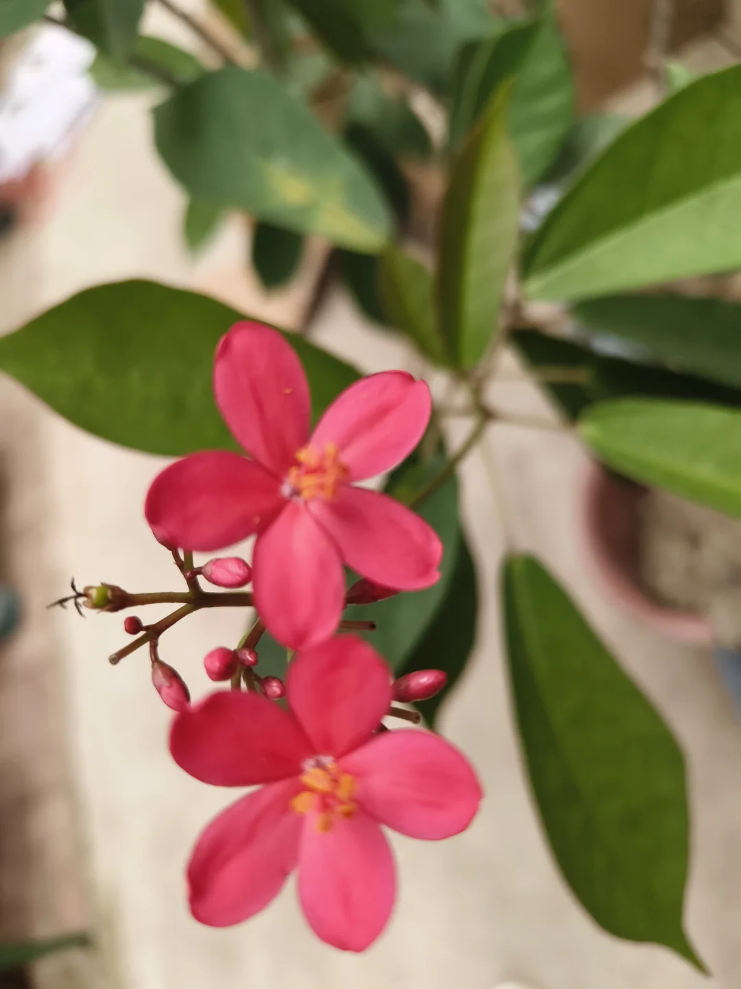 一抹热烈红，花开自安然✨