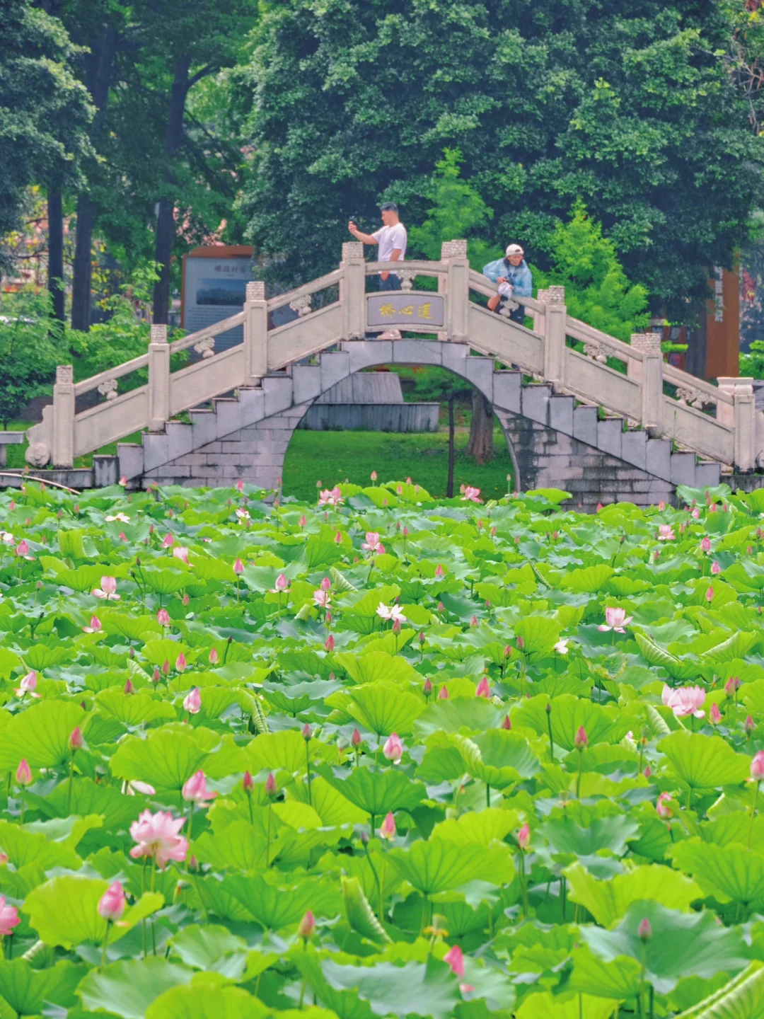 广州这个小众公园的初夏荷韵🪷简直美到犯规