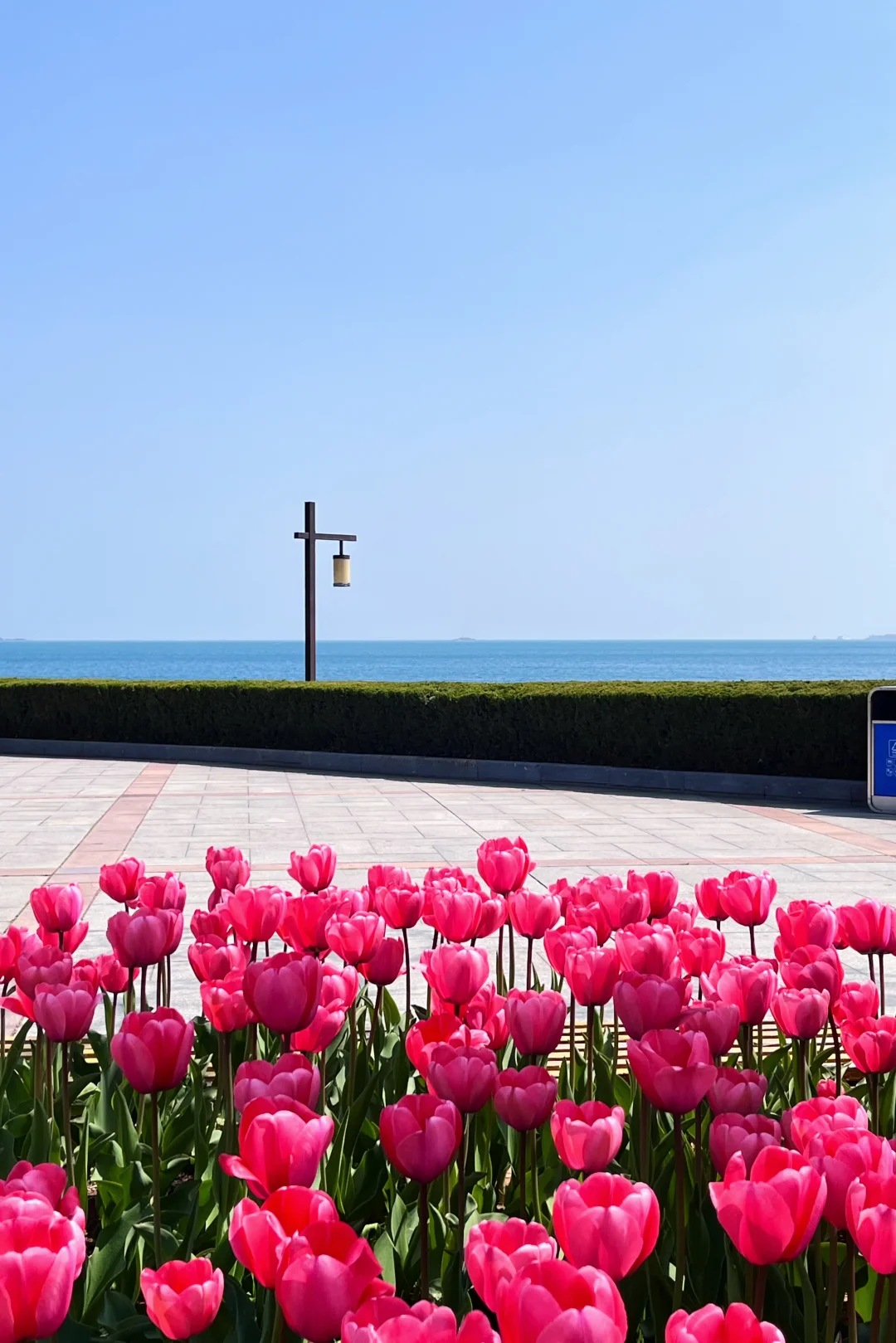 接下来的威海是万万次的春和景明🌷