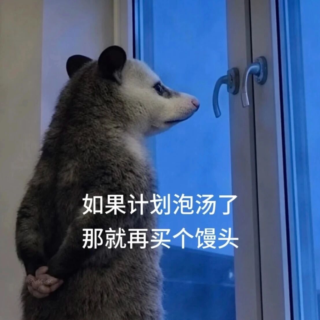 负鼠表情包🐭