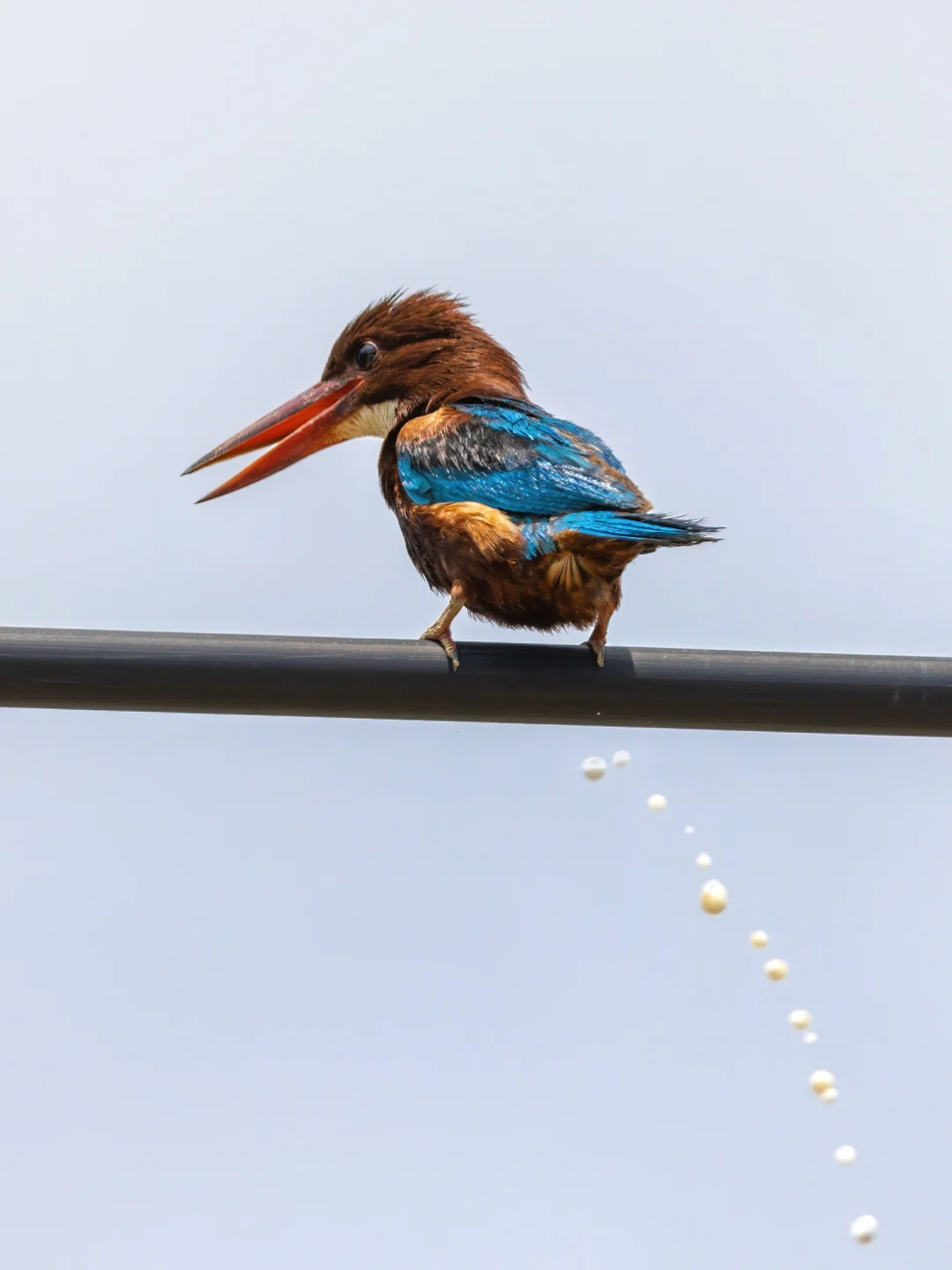 白胸翡翠冲着我拉粑粑