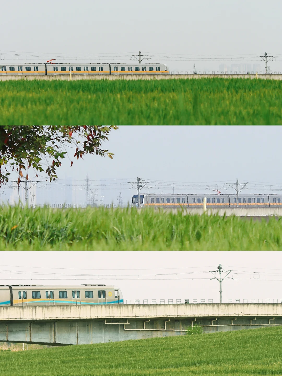 追完花花追麦田，又是羡慕成都人的一天……