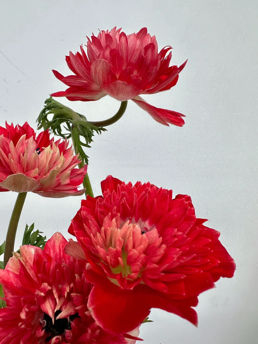 红色重瓣银莲花｜风之花