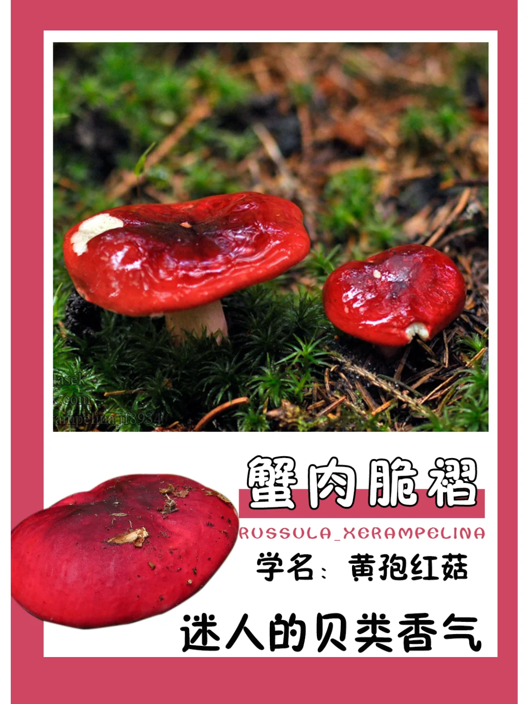 红伞伞白杆杆，吃了不会躺板板