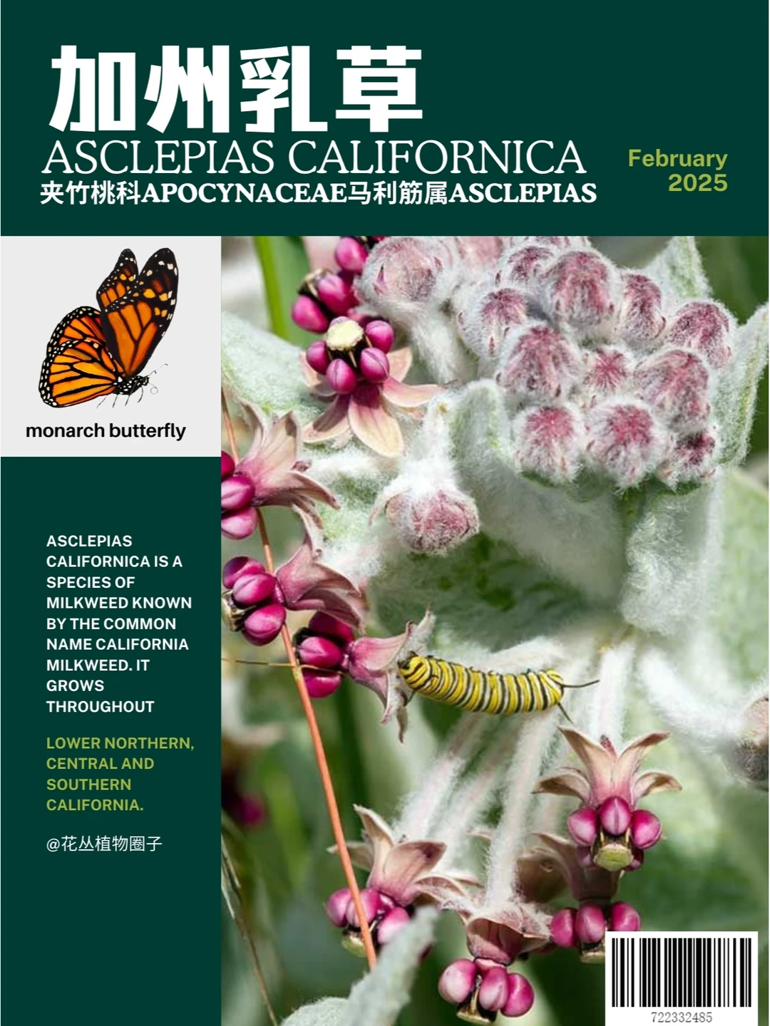 可以当做糖果吃的加州乳草