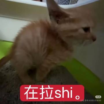 感觉是不是也可以把宝宝的内核用扭扭棒或者不织布在生日环节展示出来 就是...