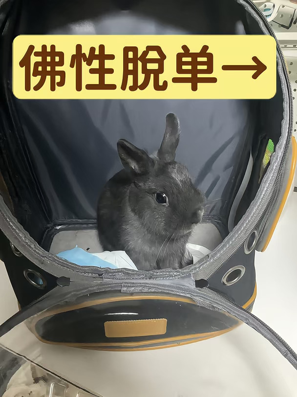 沪登佛脱不强求