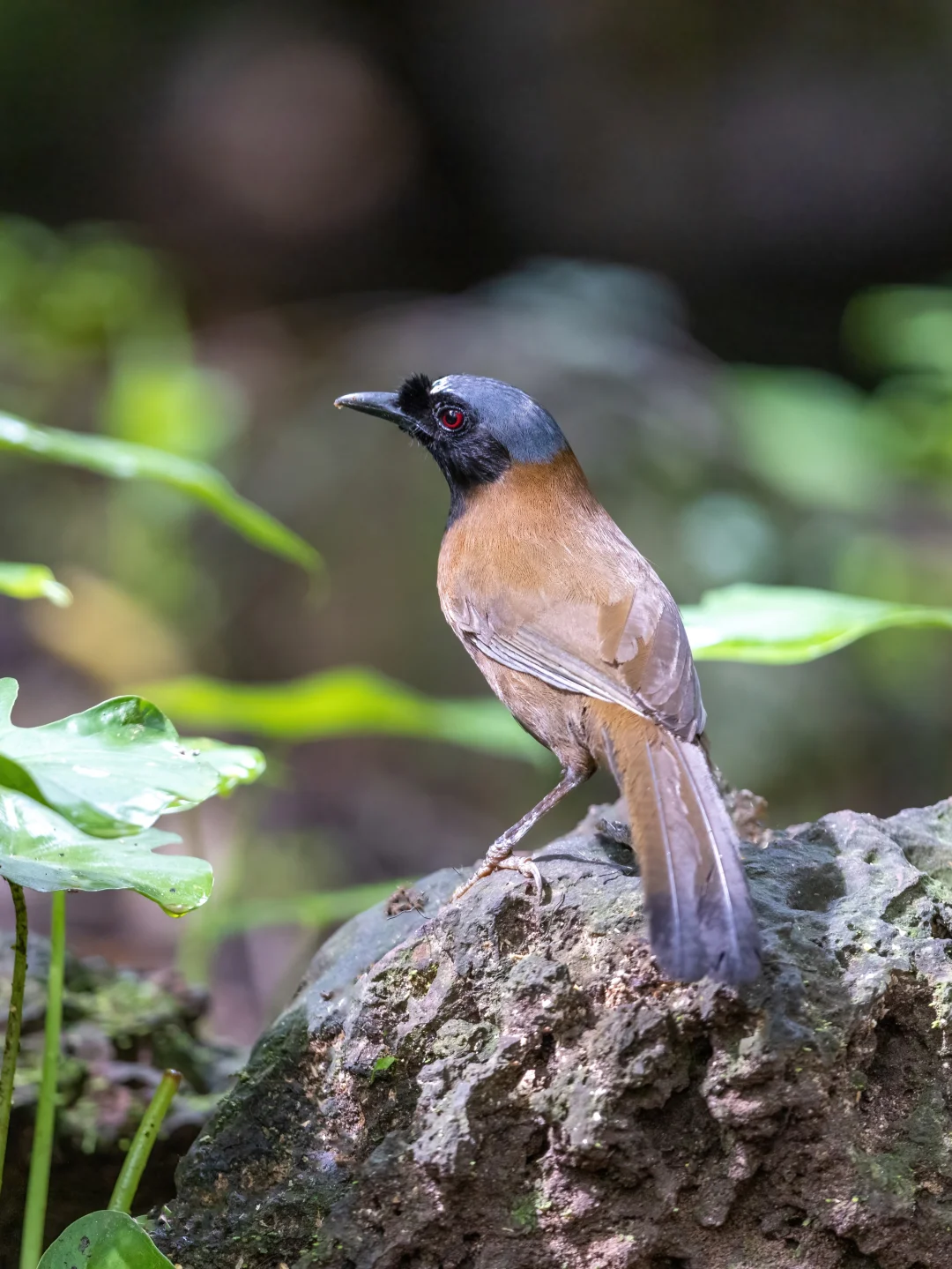 大鼻毛的黑喉噪鹛海南亚种
