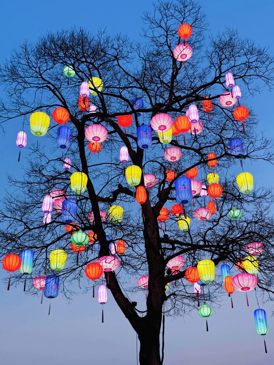 live｜我拍到了辛弃疾的东风夜放花千树🏮