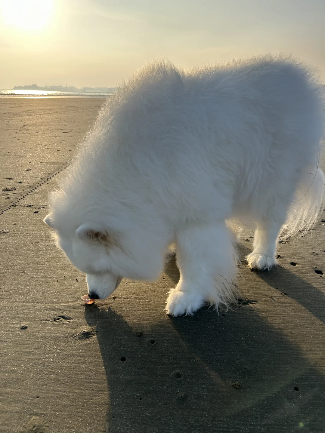 你好小螺，我是小狗🐕