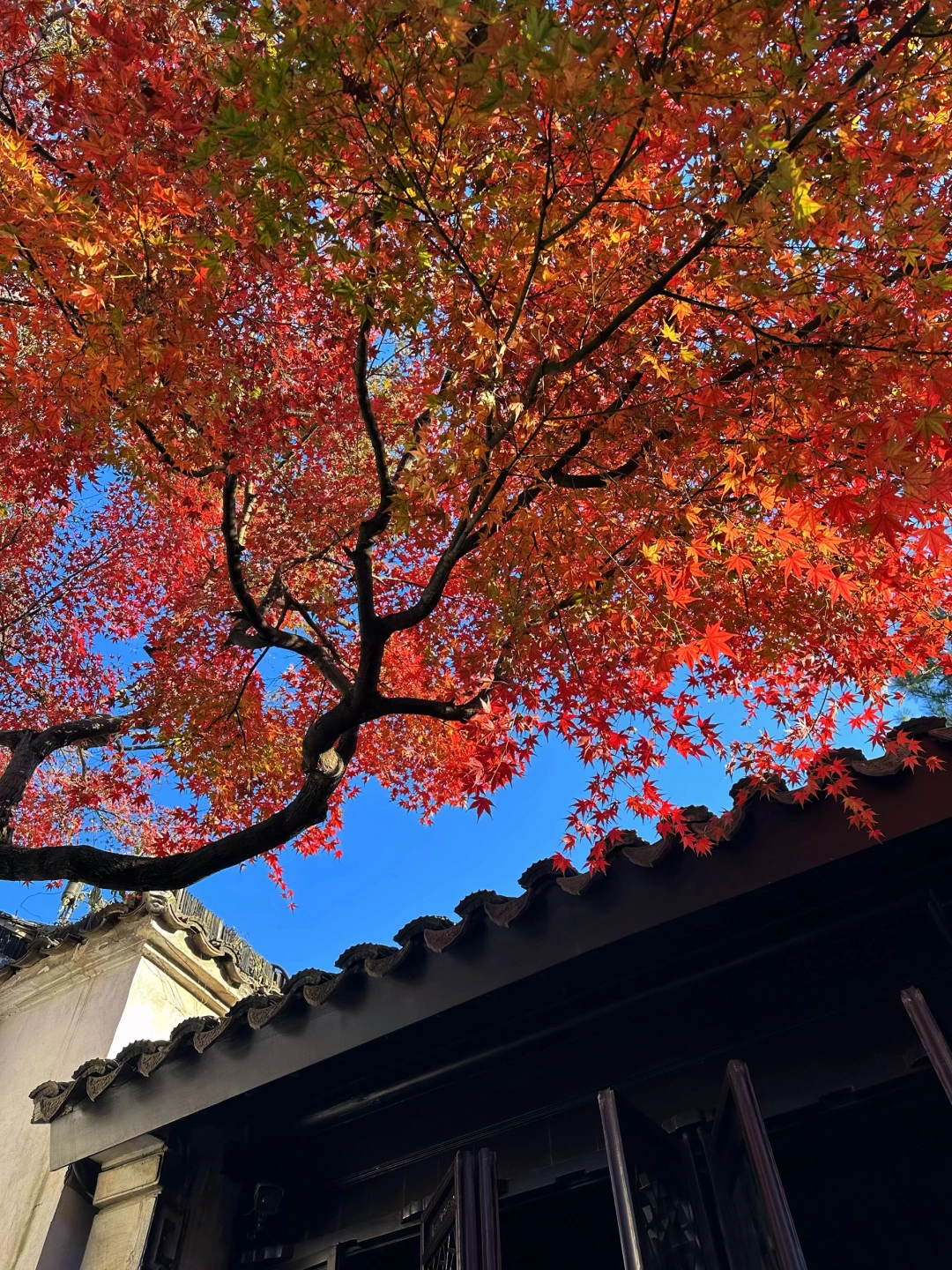 实拍live🍁终于等到苏州园林封神的秋景