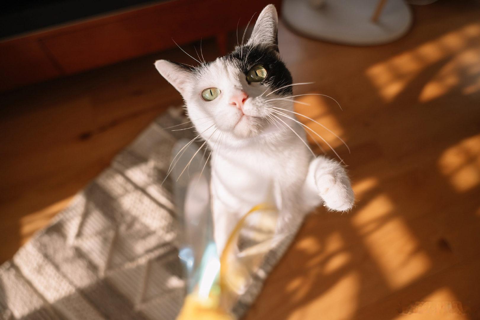 腾龙官宣推出20-40mm F2.8 Di III VXD（Model A062）的尼康Z卡口版本。这颗镜头早在2022年就已发布，Z卡口姗姗来迟。重量380克，比索尼E卡口版本多了15克。本月22号起发售。
via DF
[米奇比心] ​​​​