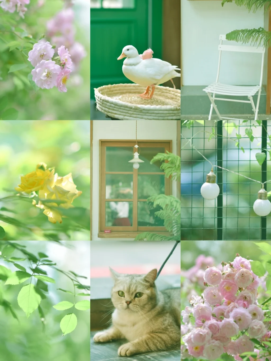 治愈壁纸/1分钟教你调出夏日清新绿！！！