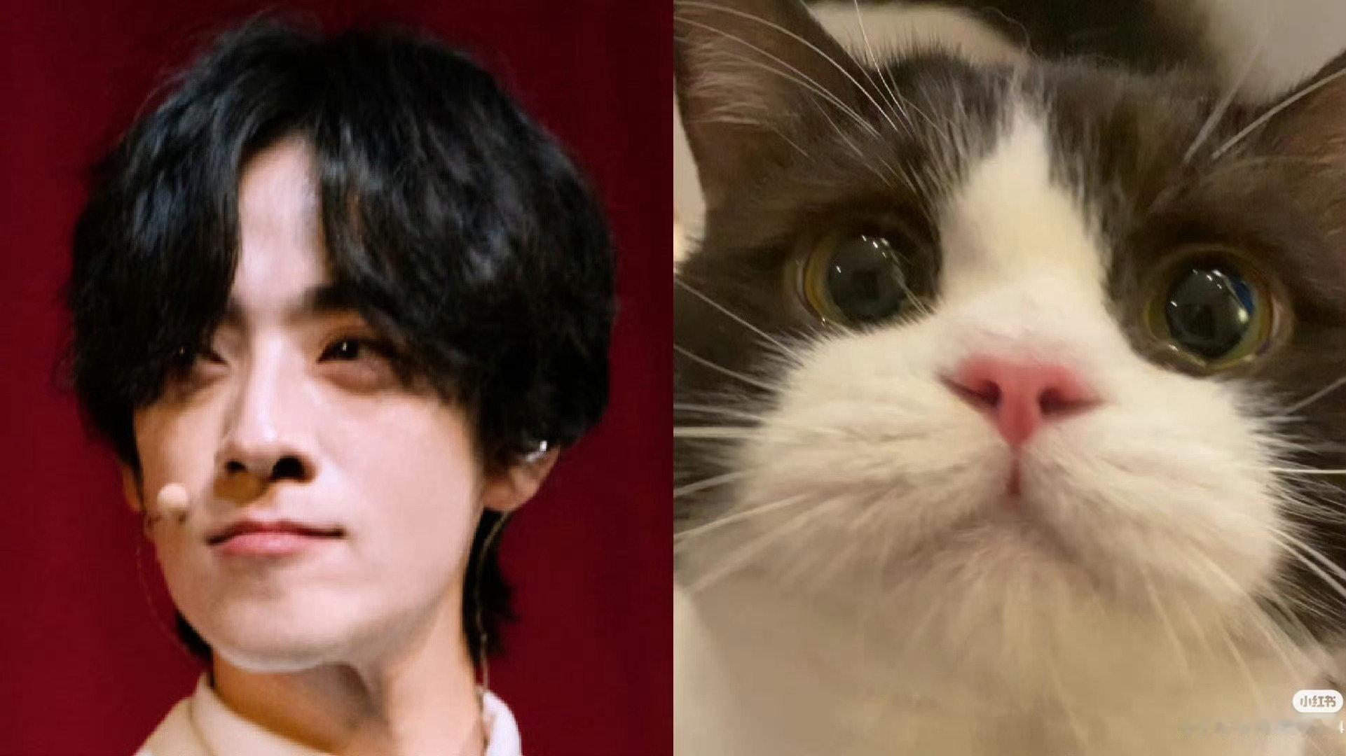 三年前的猫还是猫
三年前的猫看着不会哈人 ​