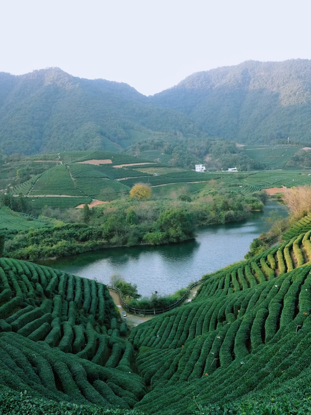 杭州龙坞｜小众秘境｜遇见最美万亩茶园
