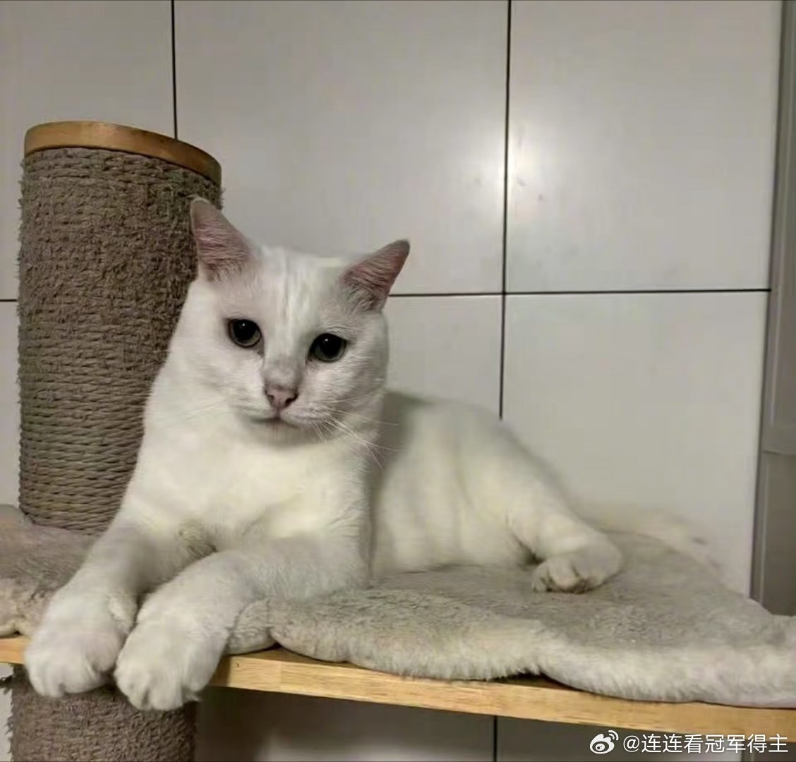 #孙俪收养的流浪猫去世#
爱猫人士真的掉眼泪了 ​