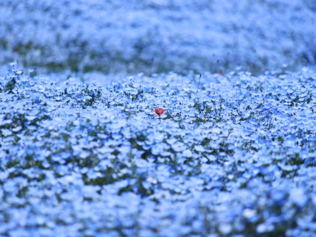 日本茨城县 | 人生一定要去一次的梦幻花海