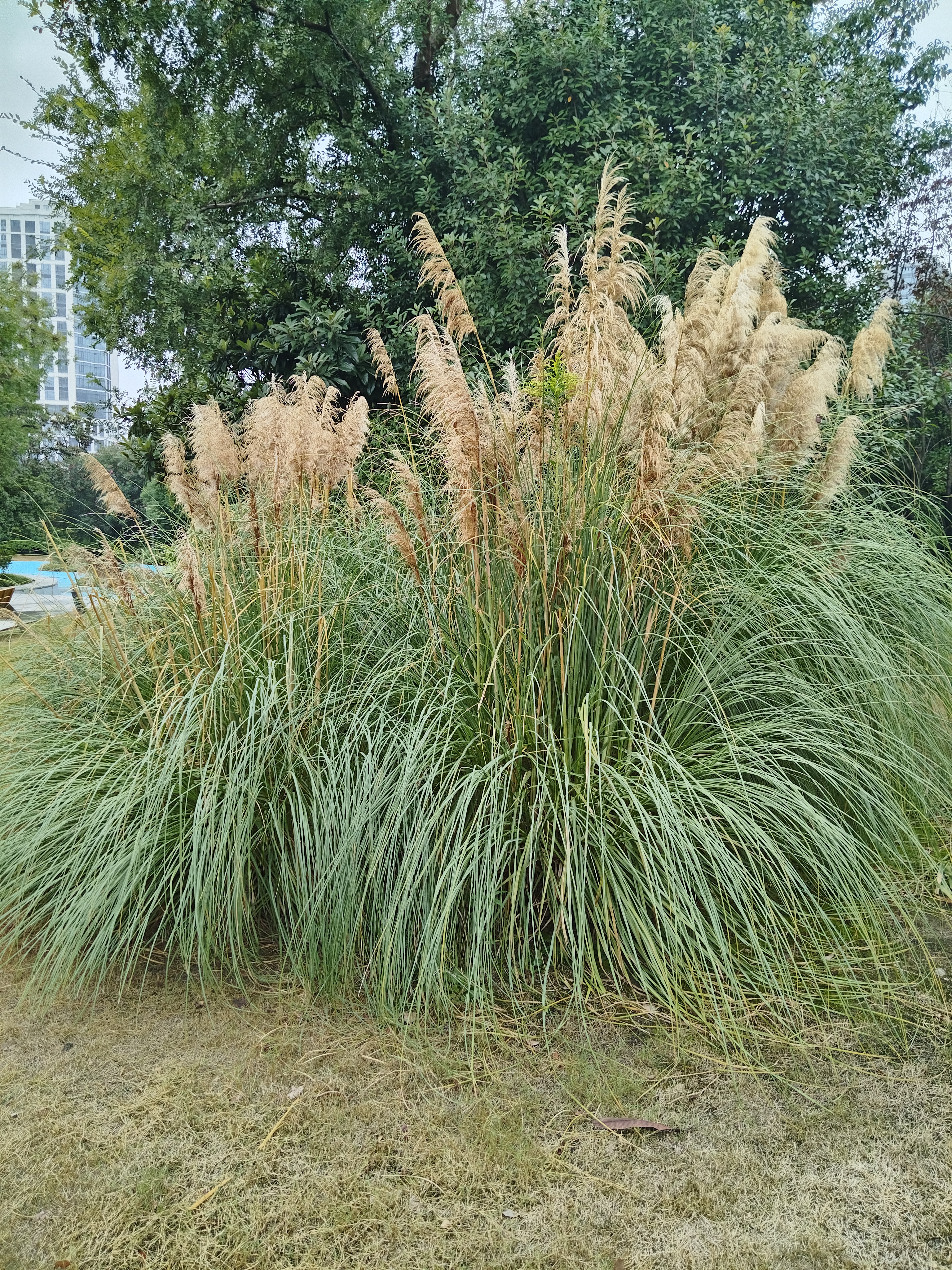 菲律宾为何反复在南海挑衅中国菲律宾反复在南海挑衅，一方面觊觎南海油气，渔业资源，另一方面借域外大国撑腰，同时转移国内矛盾。但南海诸岛主权属于中国，中方捍卫海洋权益的决心坚定不移。