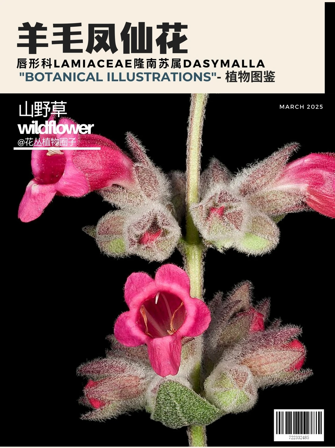 羊毛凤仙花Dasymalla axillaris