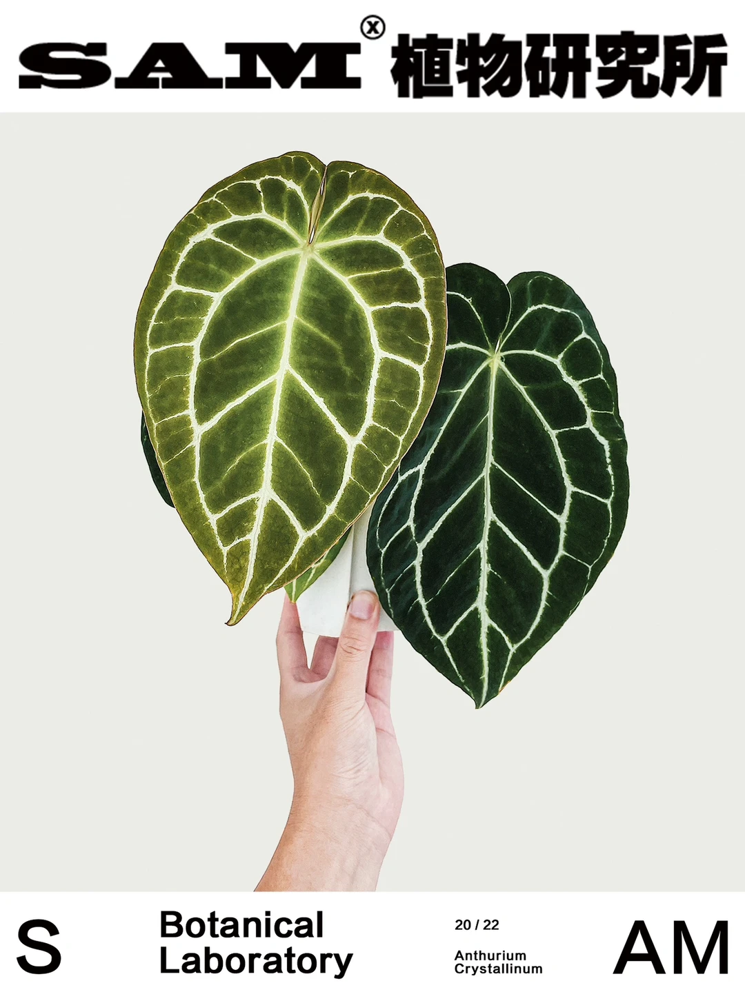 南美原种水晶｜Anthurium Crystallinum