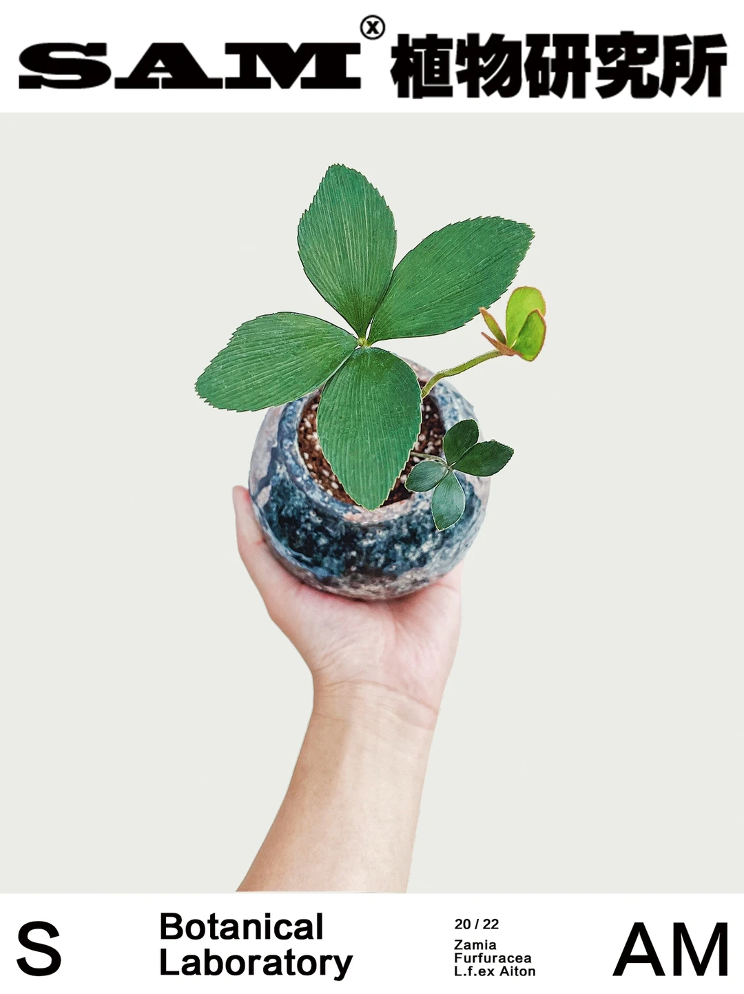 墨西哥岩铁｜Zamia furfuracea L.f. ex Aito