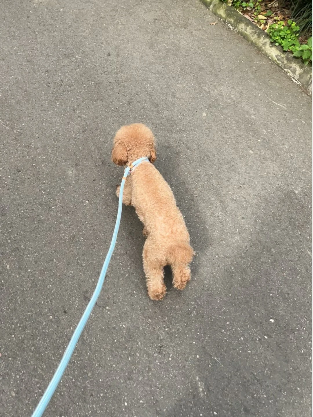我的小狗啊，你到底跑哪里去了😭