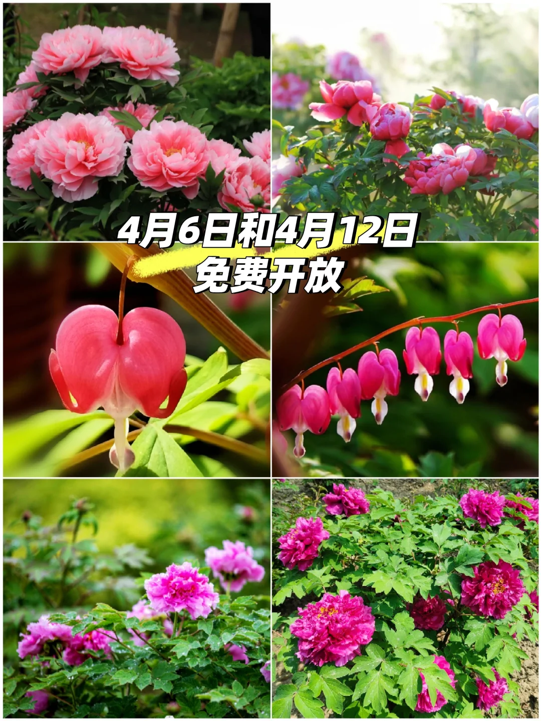 南京四月天｜不可错过这一场免费牡丹盛宴