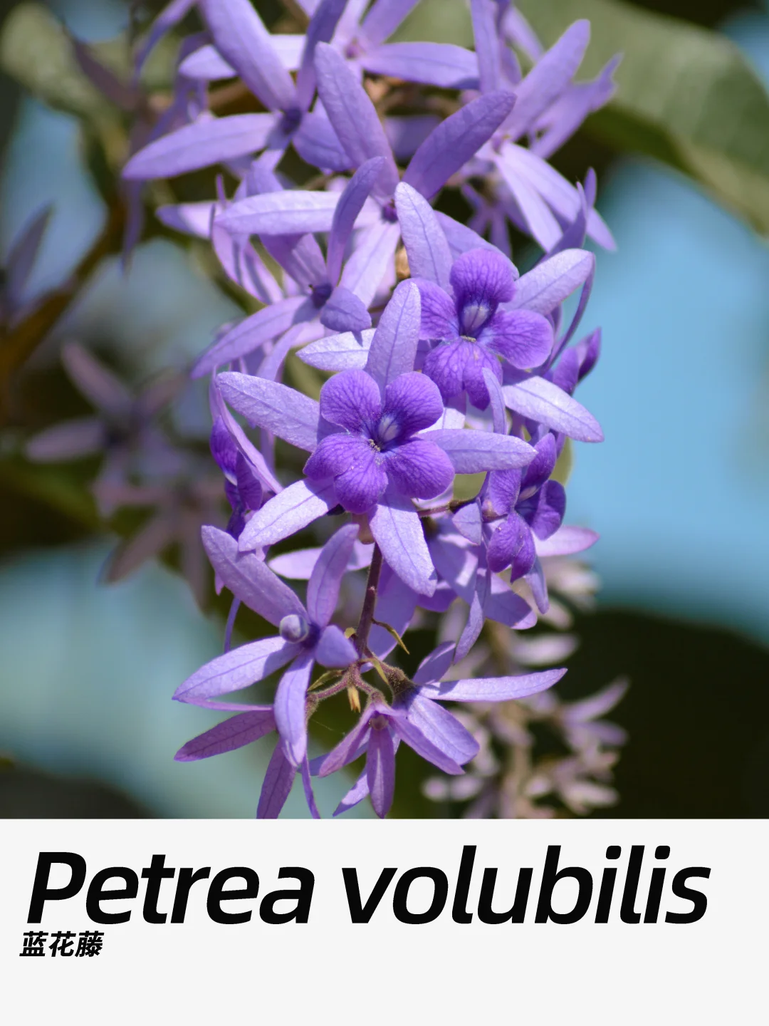 带你每天认识一种花材463｜蓝花藤